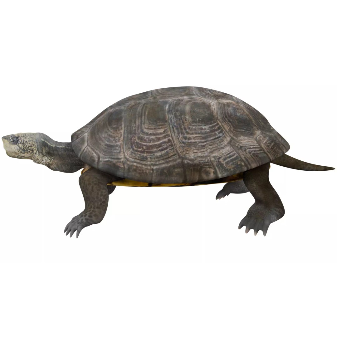 Pond Turtle 3D Model – Realistic PBR Textured Asset, FBX & OBJ - View 3