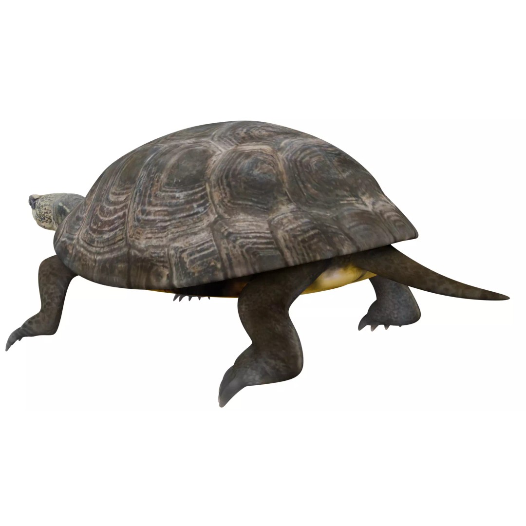 Pond Turtle 3D Model – Realistic PBR Textured Asset, FBX & OBJ - View 4