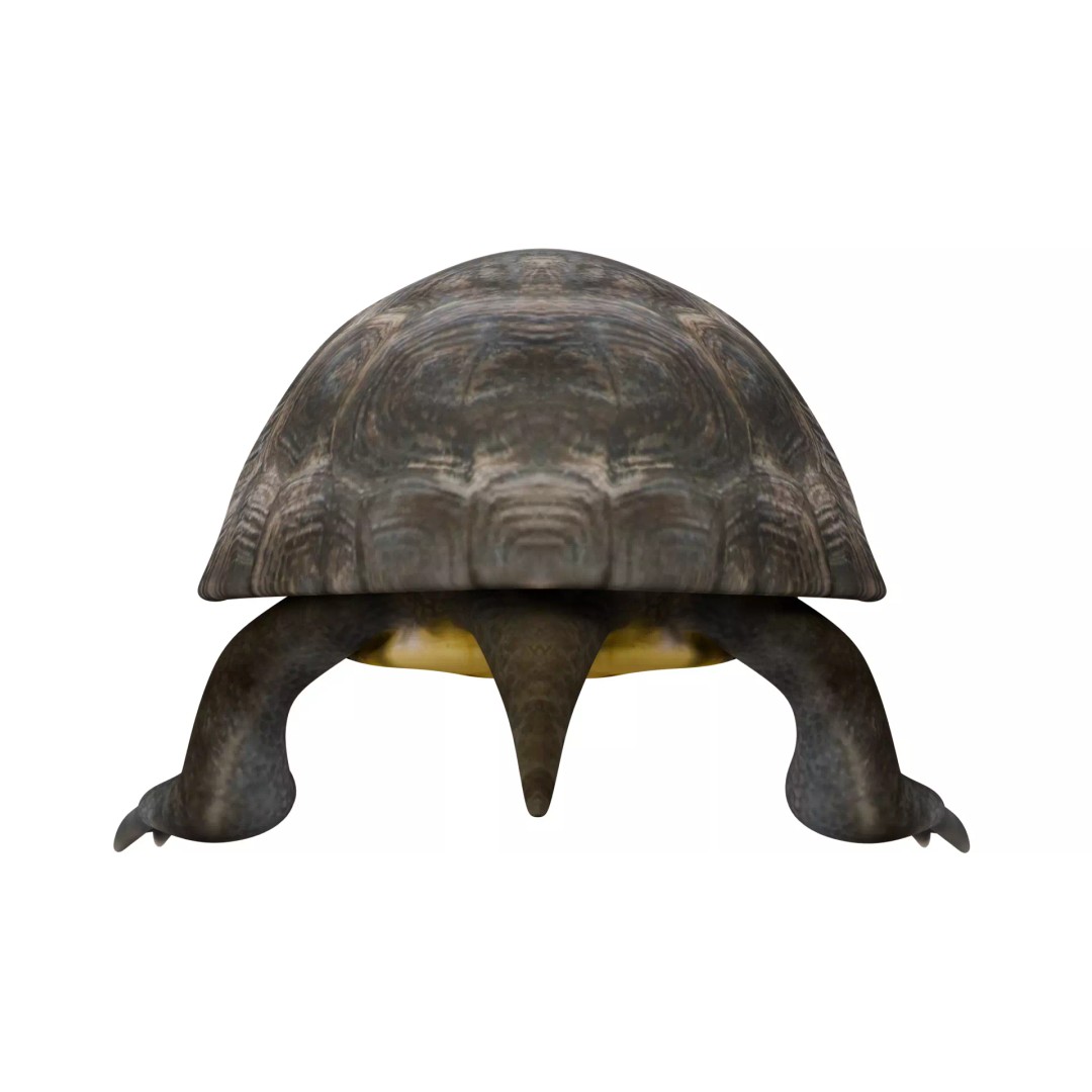 Pond Turtle 3D Model – Realistic PBR Textured Asset, FBX & OBJ - View 5