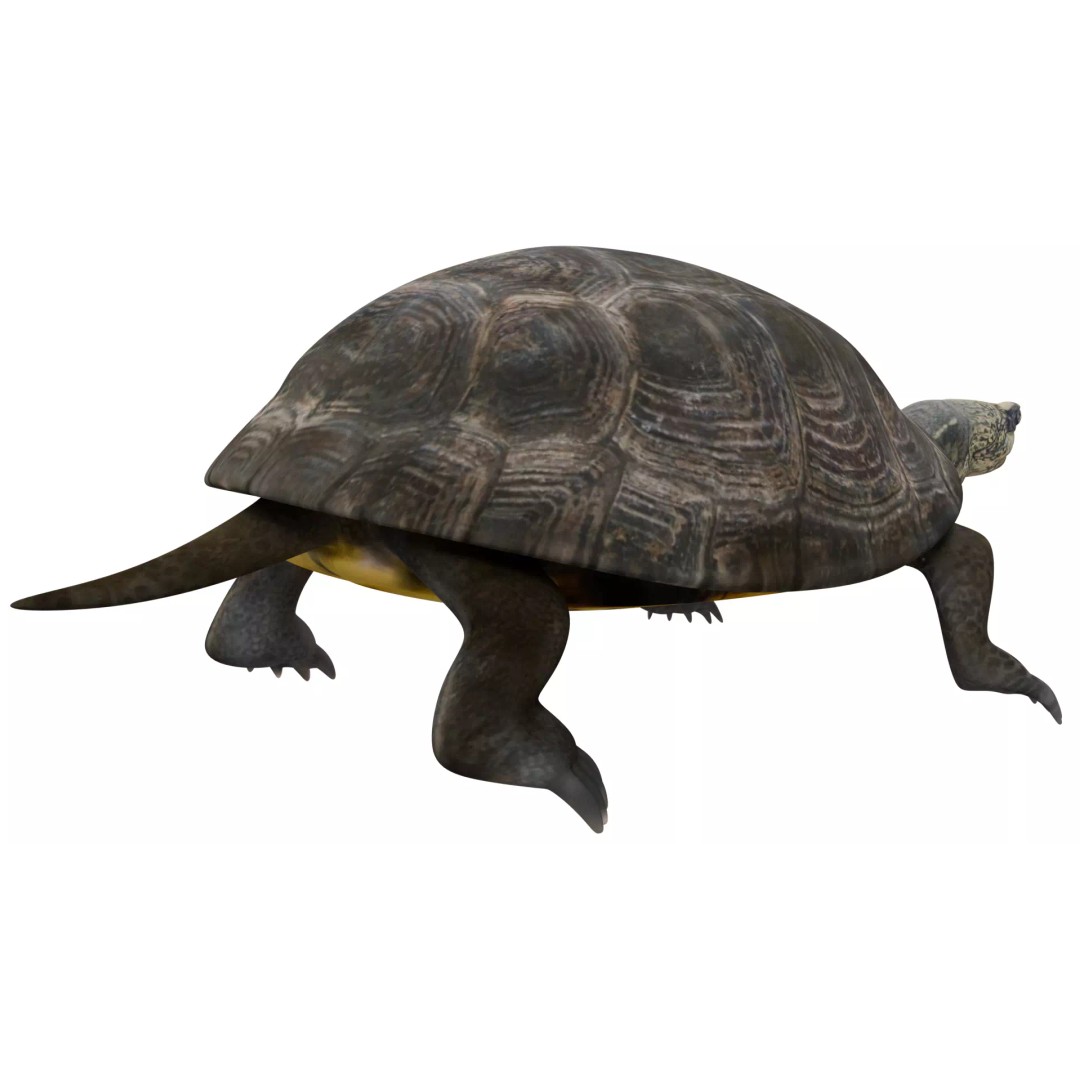 Pond Turtle 3D Model – Realistic PBR Textured Asset, FBX & OBJ - View 6