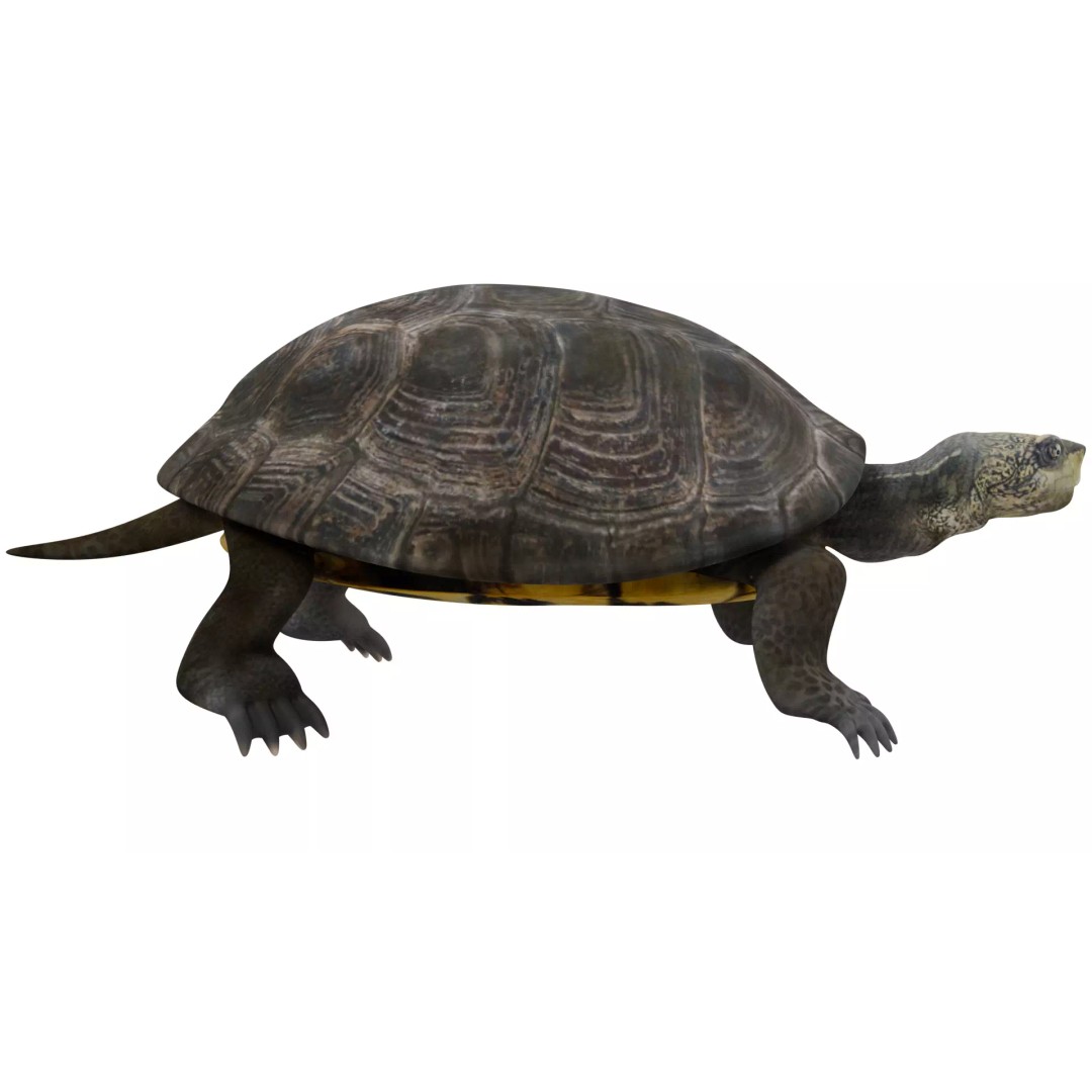 Pond Turtle 3D Model – Realistic PBR Textured Asset, FBX & OBJ - View 7