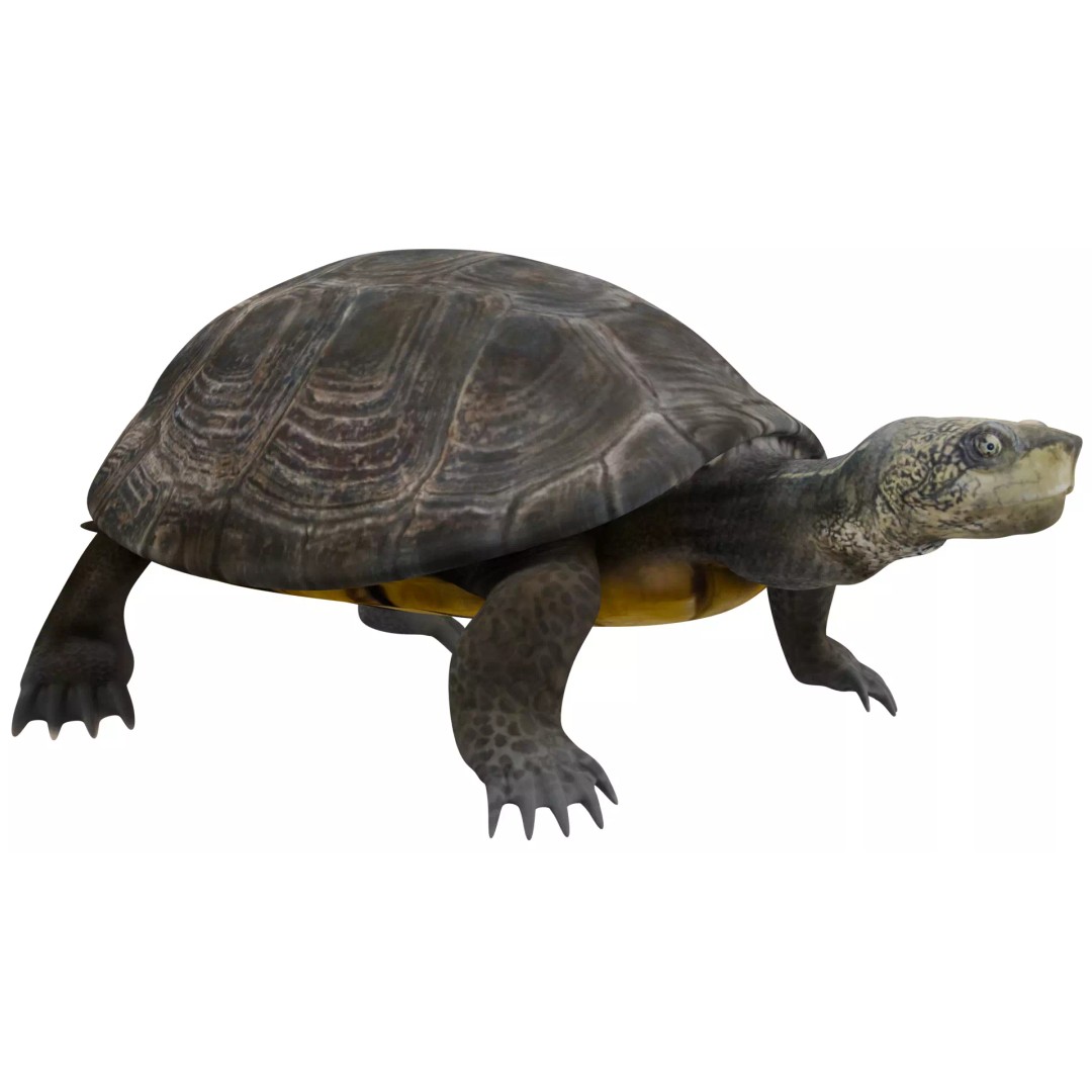 Pond Turtle 3D Model – Realistic PBR Textured Asset, FBX & OBJ - View 8