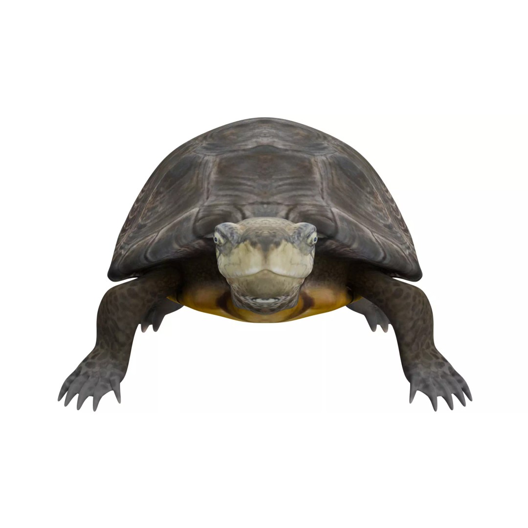 Pond Turtle 3D Model – Realistic PBR Textured Asset, FBX & OBJ - View 9