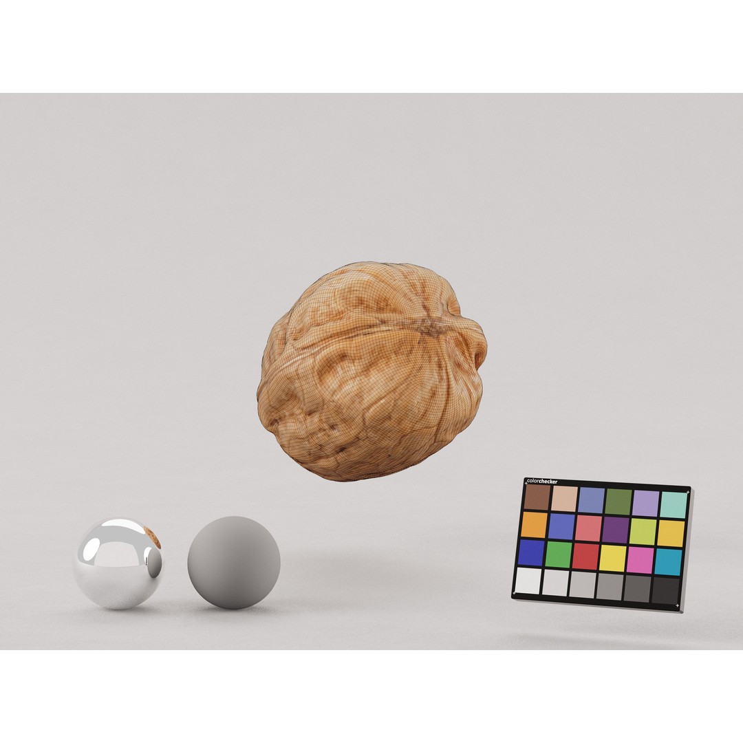Realistic Walnut 3D Model – PBR Textured, Game-Ready Formats - View 8