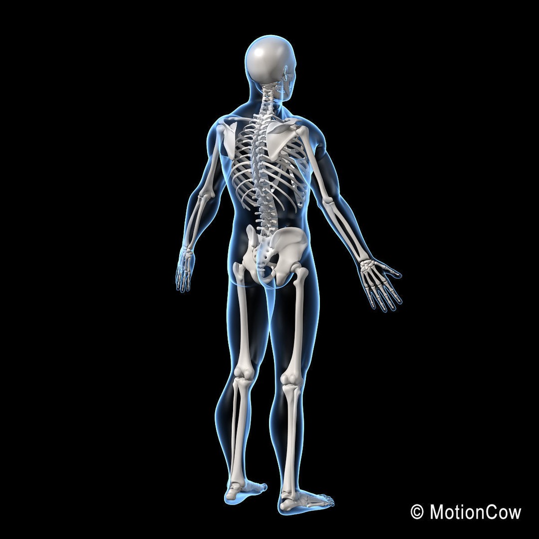 Human Skeleton 3D Model – Rigged Anatomy Asset, FBX & PBR Textures - View 10