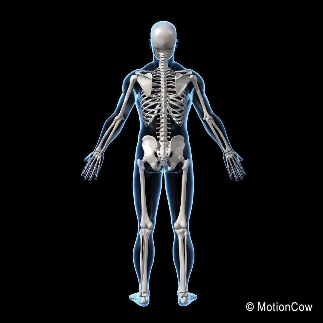 Human Skeleton 3D Model – Rigged Anatomy Asset, FBX & PBR Textures - View 11