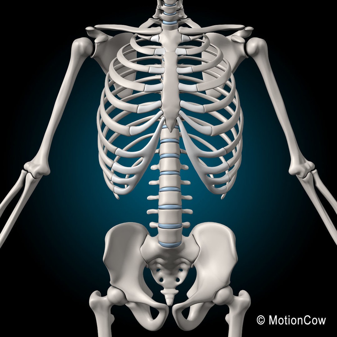 Human Skeleton 3D Model – Rigged Anatomy Asset, FBX & PBR Textures - View 15