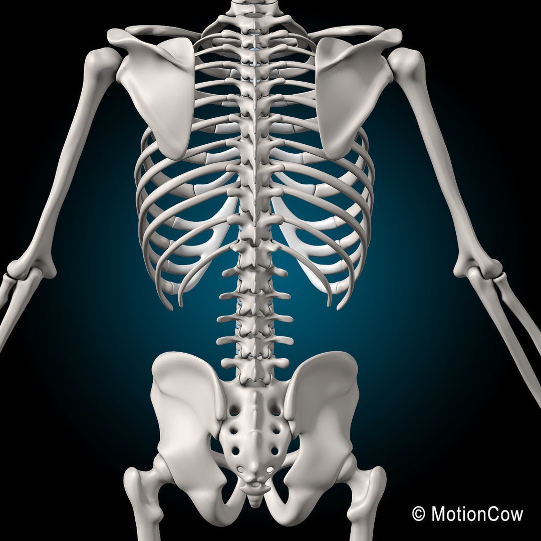 Human Skeleton 3D Model – Rigged Anatomy Asset, FBX & PBR Textures - View 16