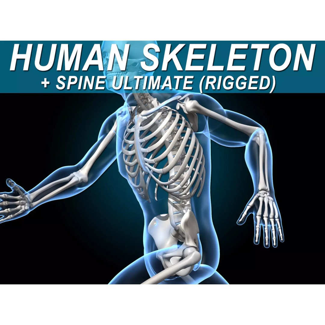 Human Skeleton 3D Model – Rigged Anatomy Asset, FBX & PBR Textures - View 2