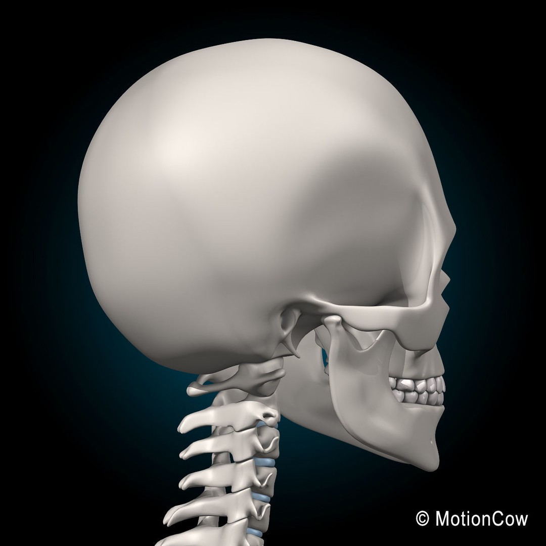 Human Skeleton 3D Model – Rigged Anatomy Asset, FBX & PBR Textures - View 22