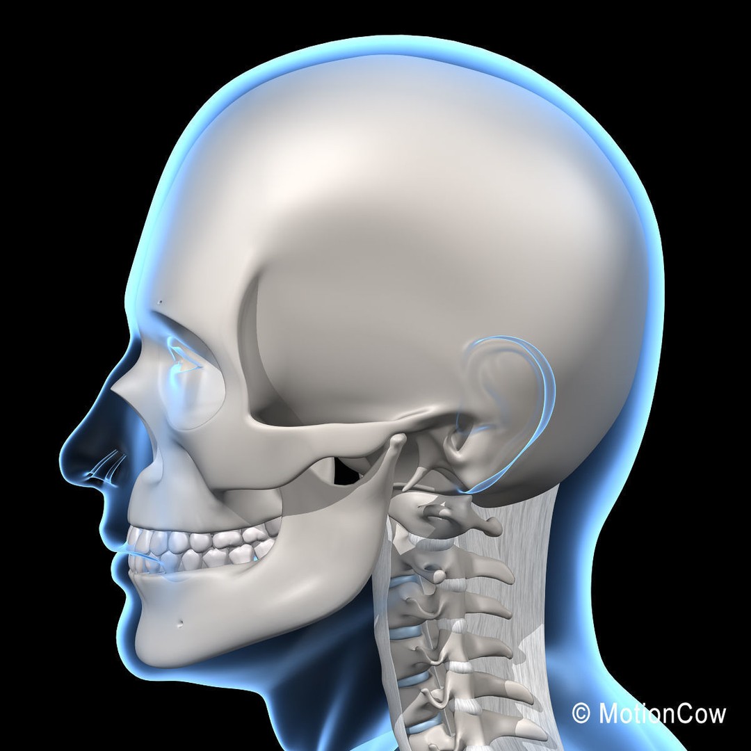 Human Skeleton 3D Model – Rigged Anatomy Asset, FBX & PBR Textures - View 24