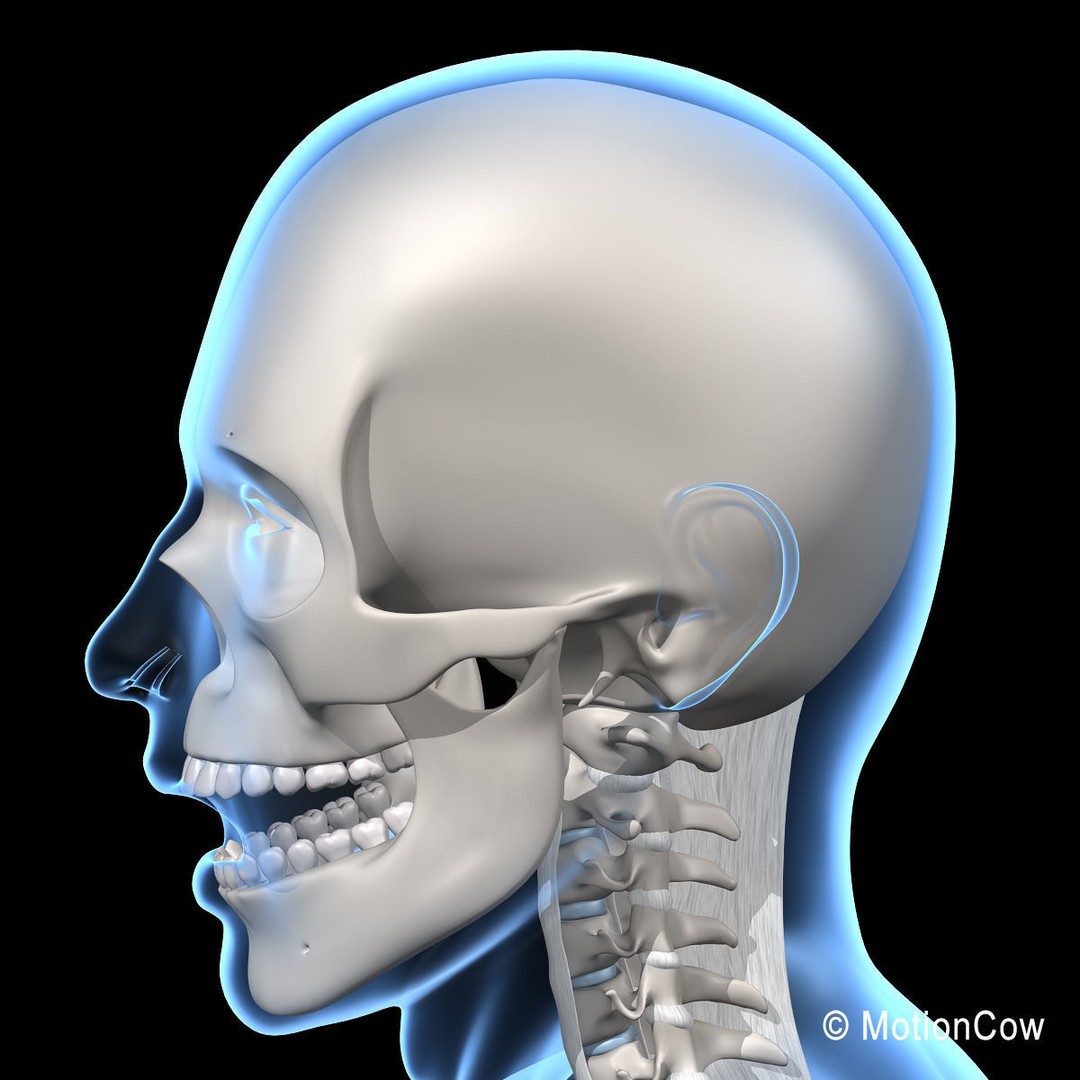 Human Skeleton 3D Model – Rigged Anatomy Asset, FBX & PBR Textures - View 25