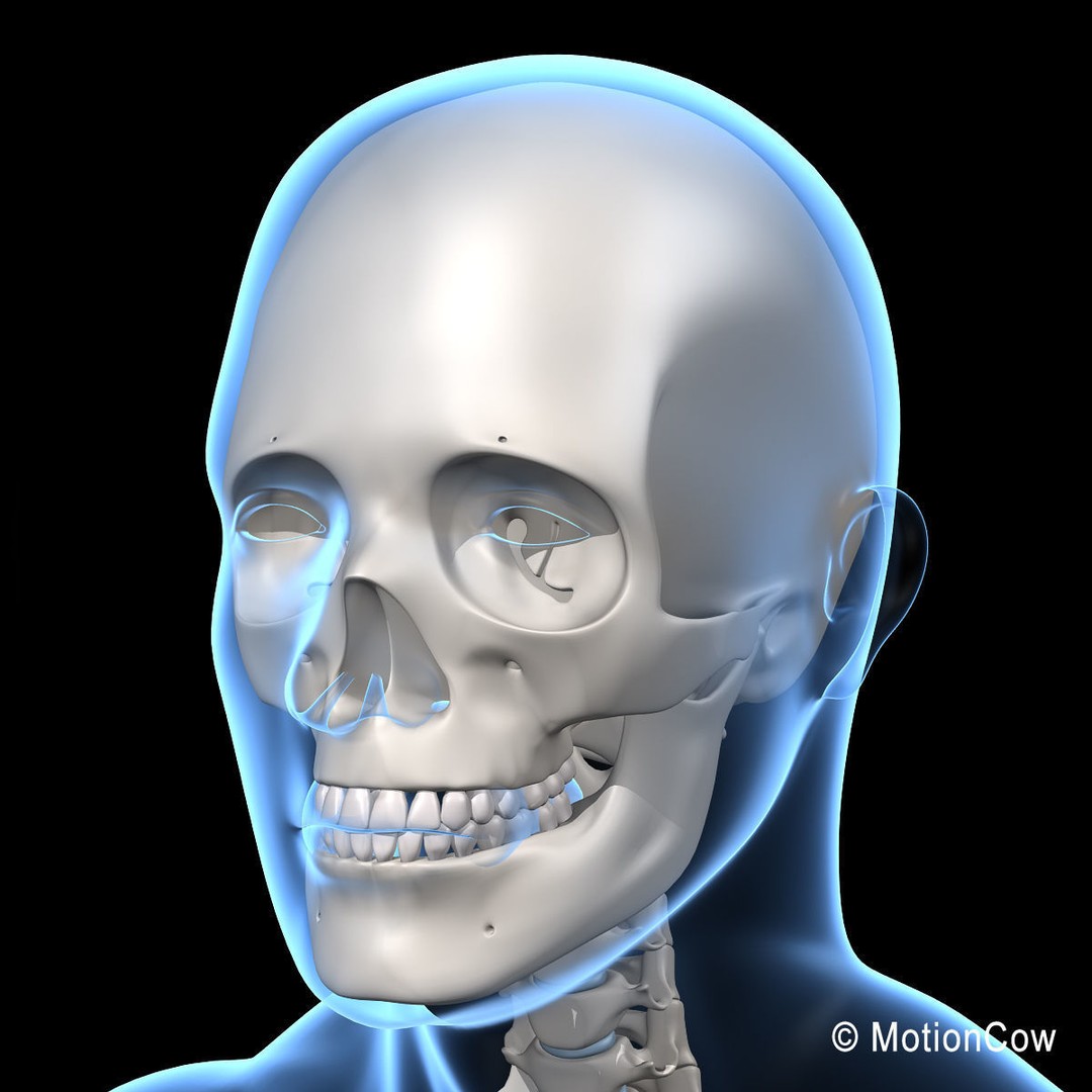 Human Skeleton 3D Model – Rigged Anatomy Asset, FBX & PBR Textures - View 26