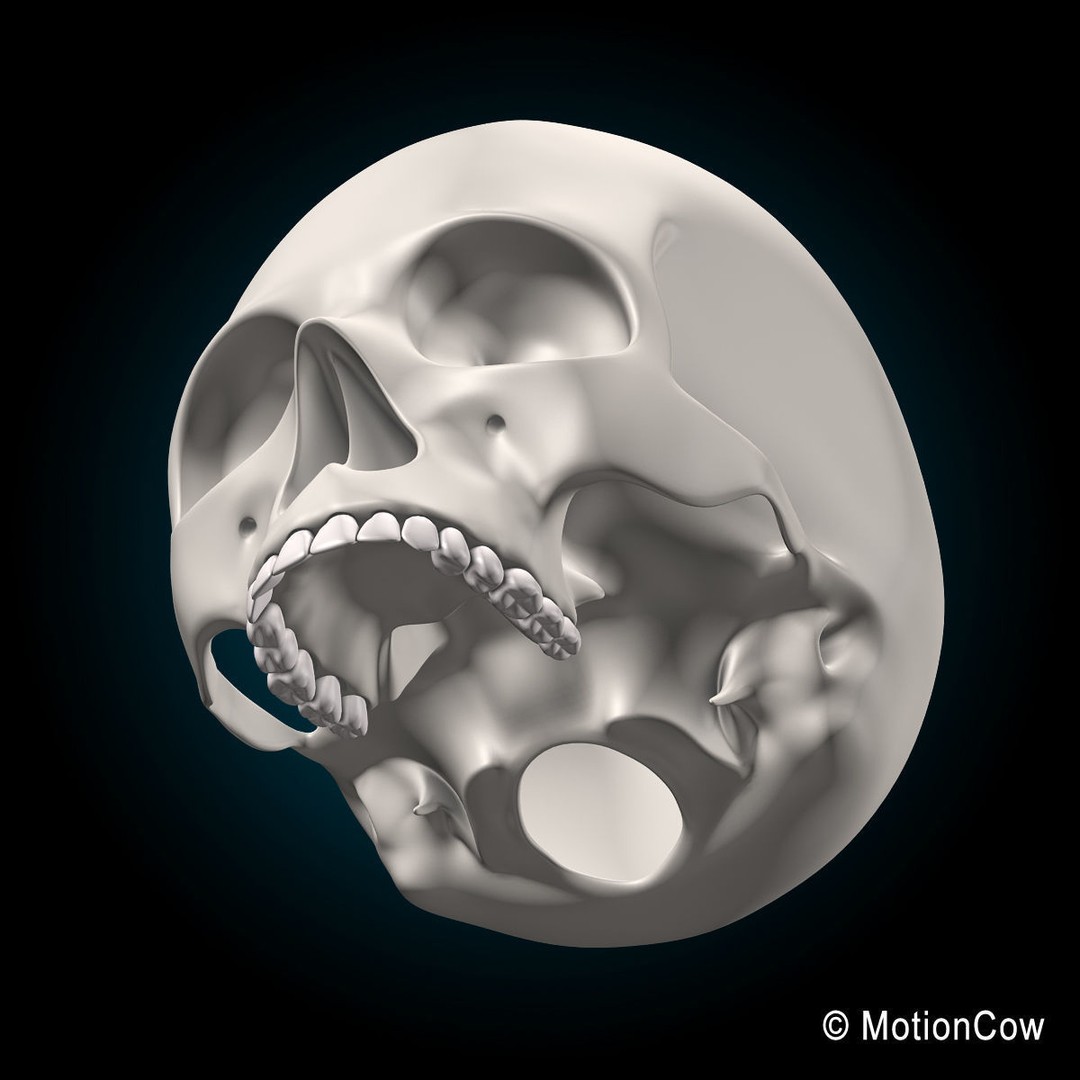 Human Skeleton 3D Model – Rigged Anatomy Asset, FBX & PBR Textures - View 27