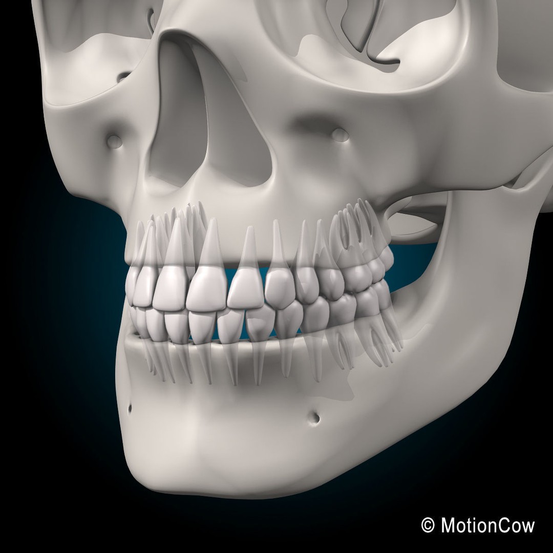 Human Skeleton 3D Model – Rigged Anatomy Asset, FBX & PBR Textures - View 29