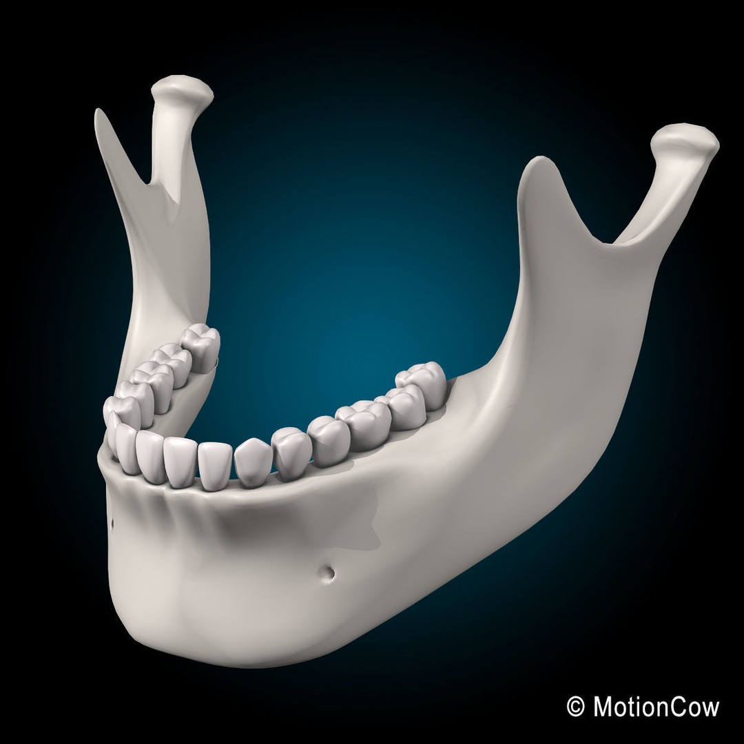 Human Skeleton 3D Model – Rigged Anatomy Asset, FBX & PBR Textures - View 30