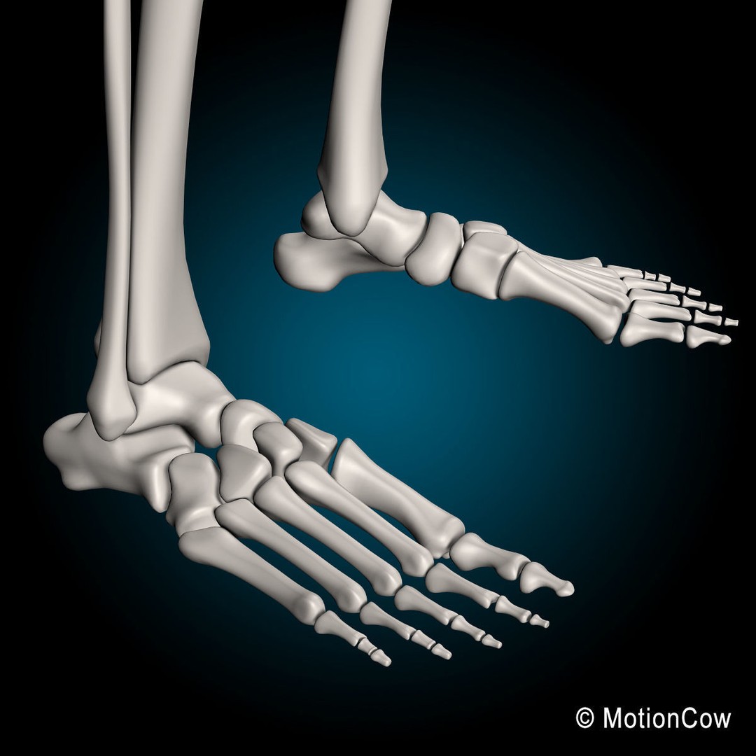 Human Skeleton 3D Model – Rigged Anatomy Asset, FBX & PBR Textures - View 31