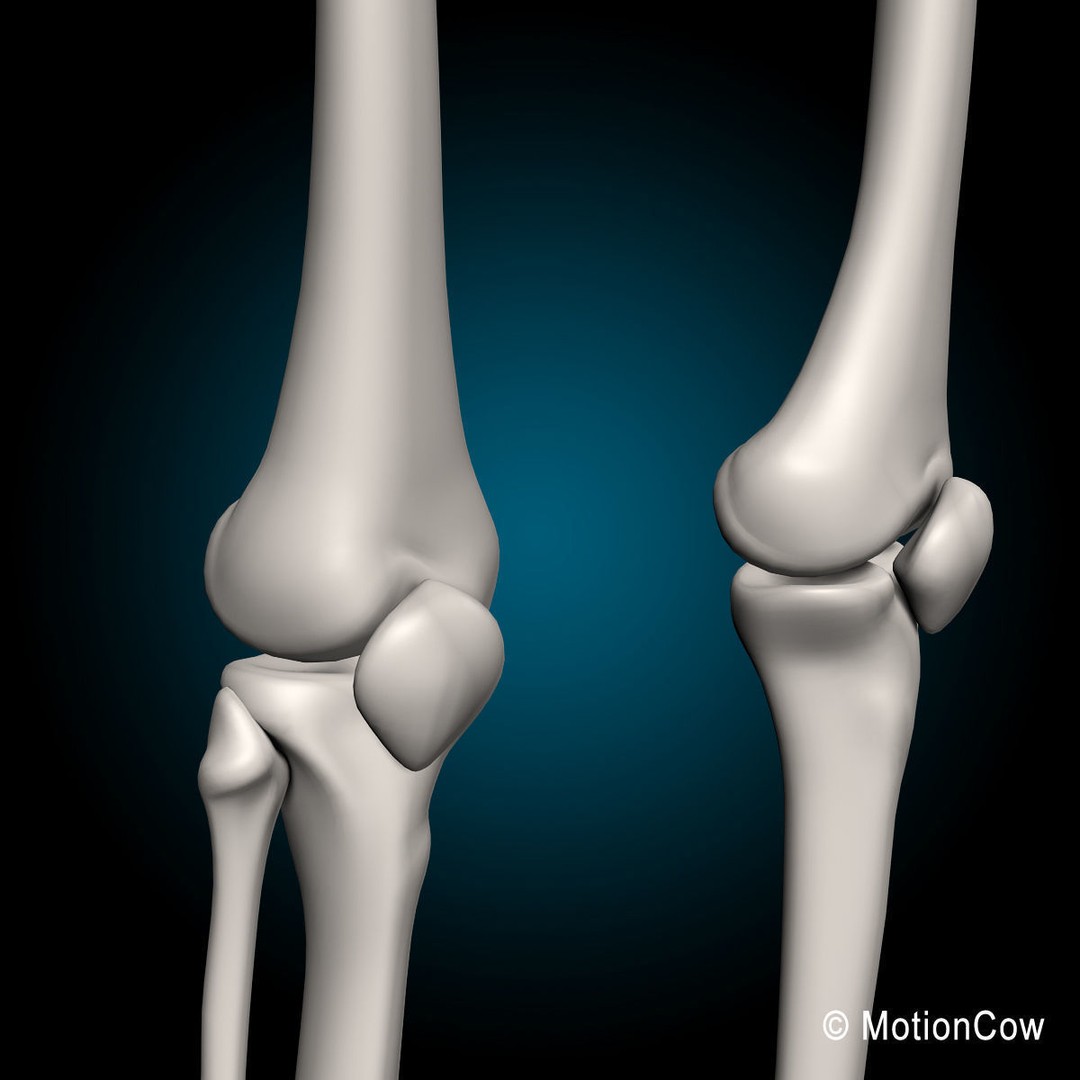 Human Skeleton 3D Model – Rigged Anatomy Asset, FBX & PBR Textures - View 32