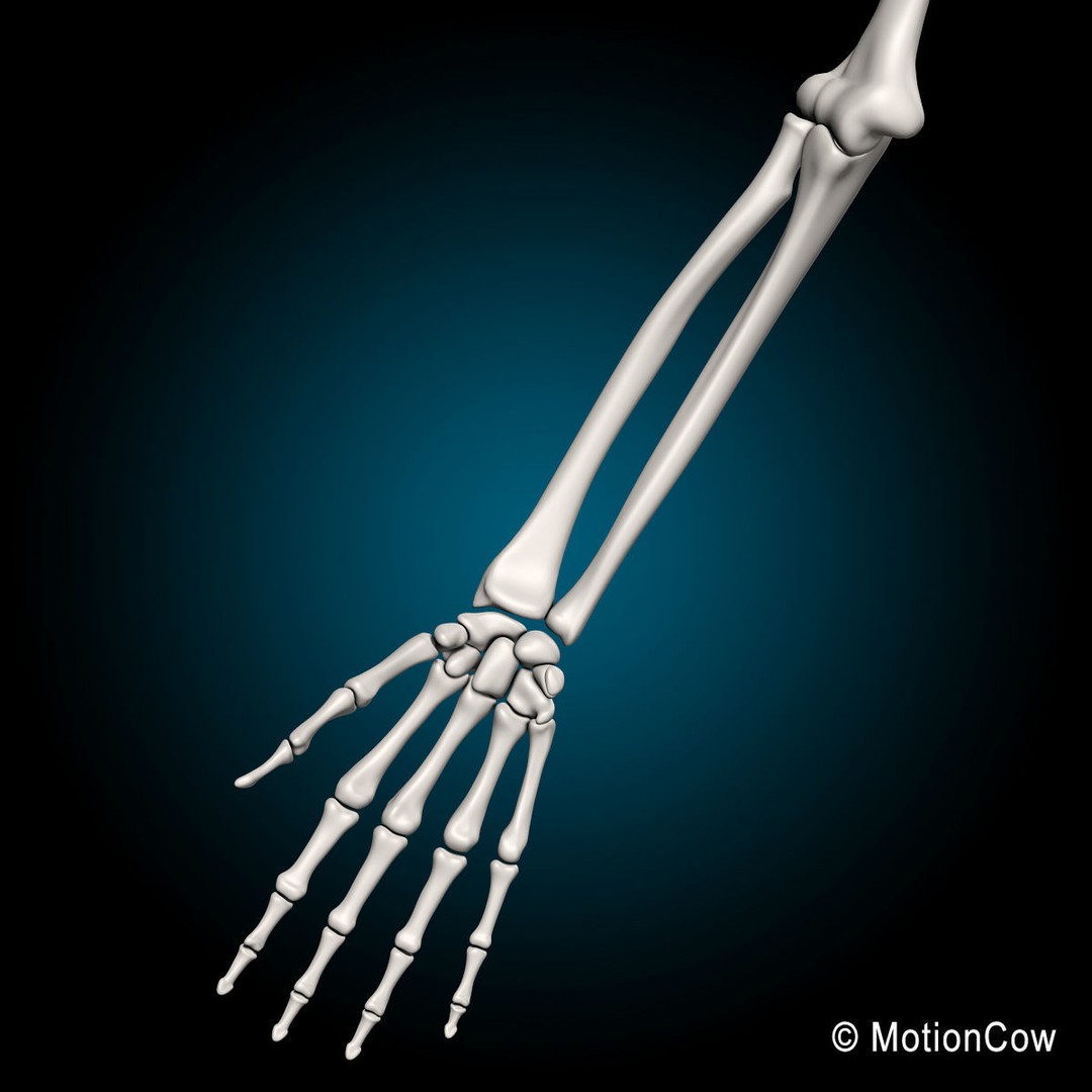 Human Skeleton 3D Model – Rigged Anatomy Asset, FBX & PBR Textures - View 33