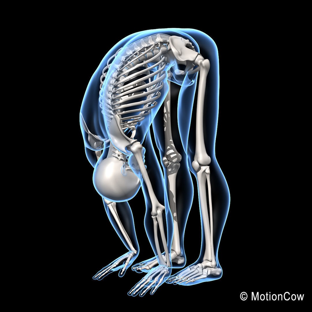 Human Skeleton 3D Model – Rigged Anatomy Asset, FBX & PBR Textures - View 4