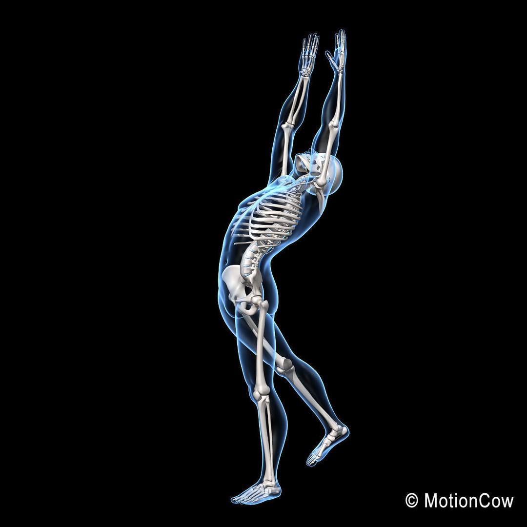 Human Skeleton 3D Model – Rigged Anatomy Asset, FBX & PBR Textures - View 5