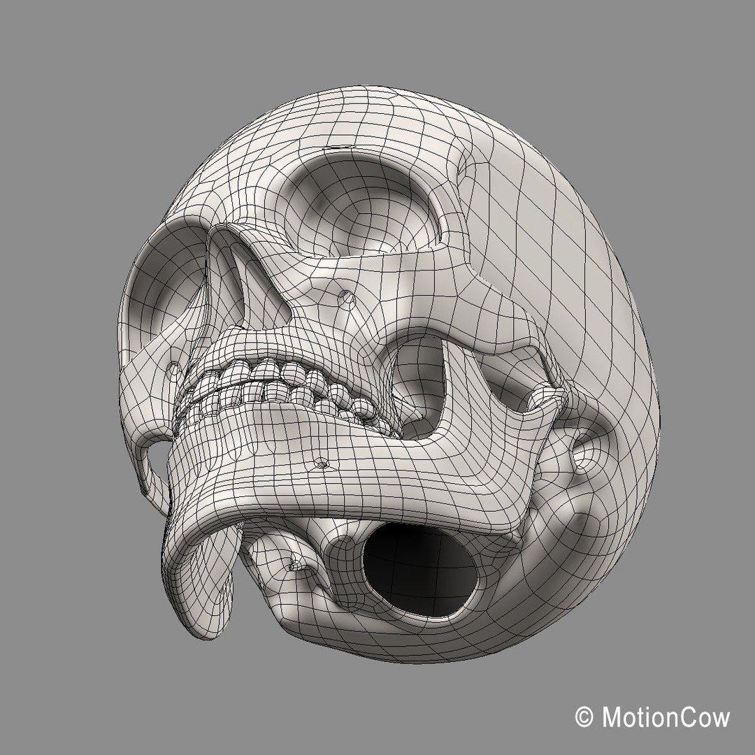 Human Skeleton 3D Model – Rigged Anatomy Asset, FBX & PBR Textures - View 50