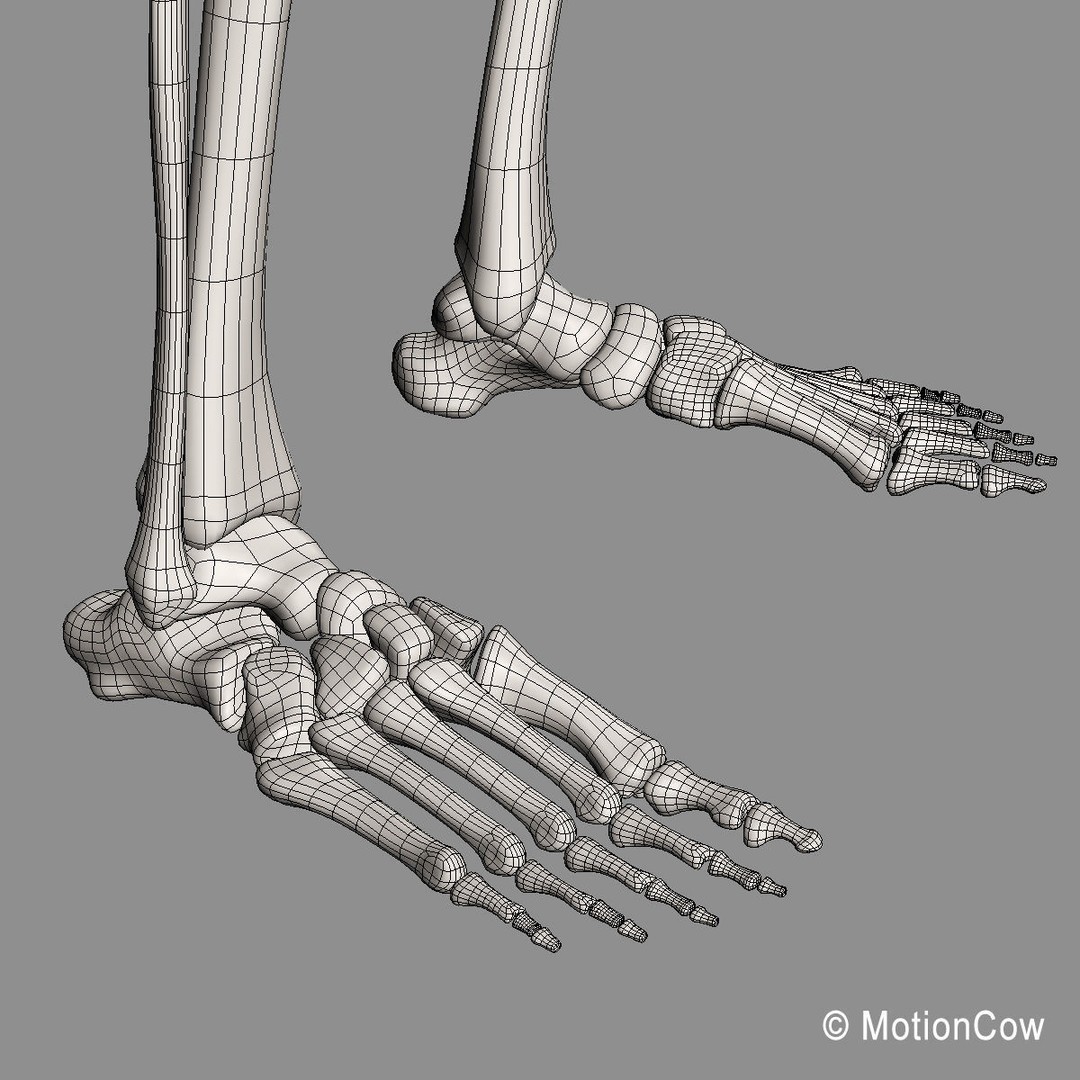 Human Skeleton 3D Model – Rigged Anatomy Asset, FBX & PBR Textures - View 54
