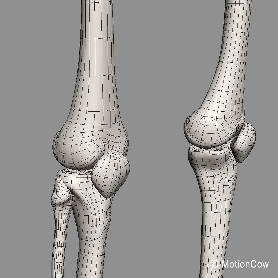 Human Skeleton 3D Model – Rigged Anatomy Asset, FBX & PBR Textures - View 55