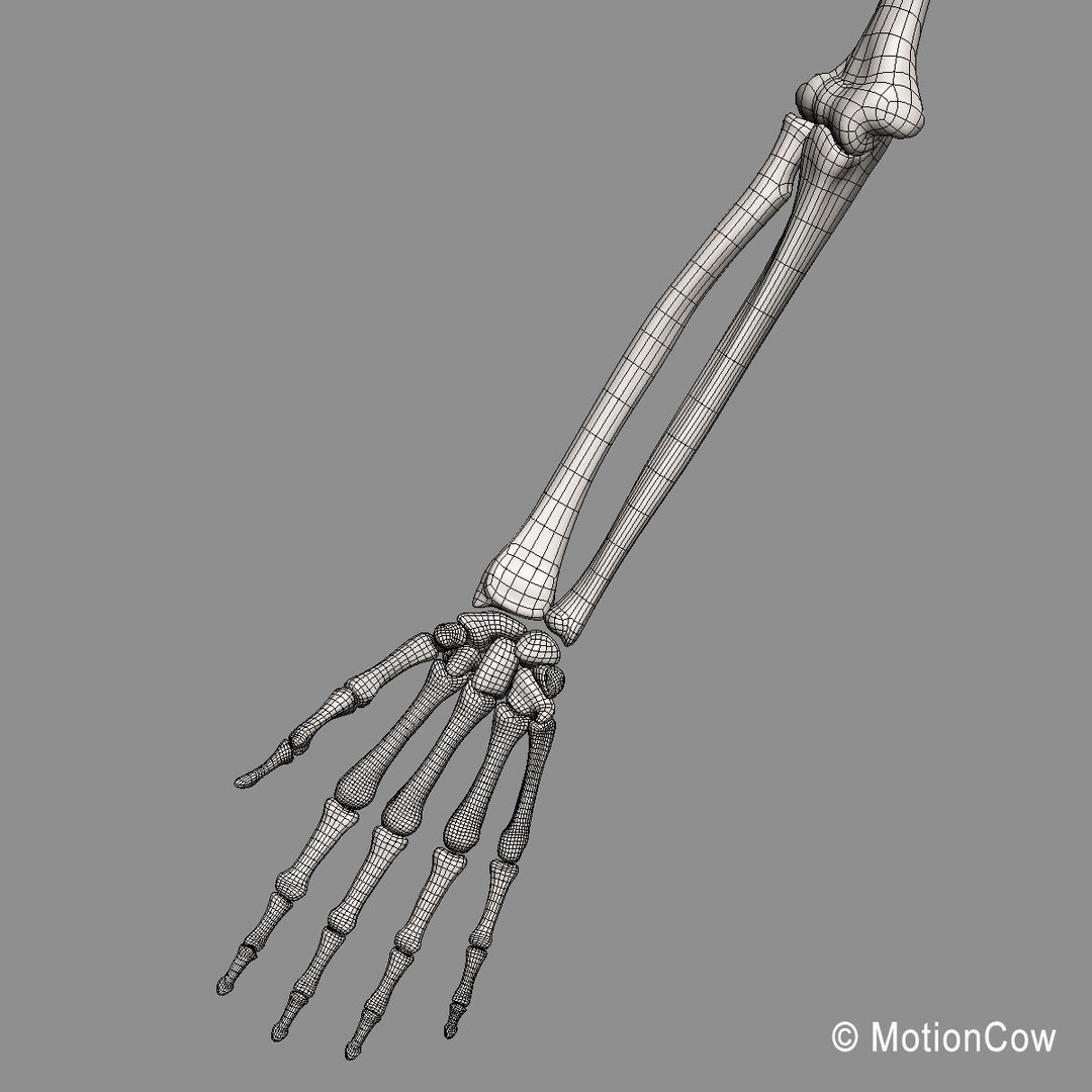 Human Skeleton 3D Model – Rigged Anatomy Asset, FBX & PBR Textures - View 56