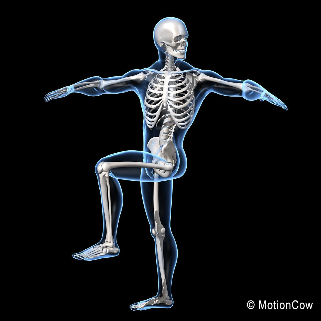 Human Skeleton 3D Model – Rigged Anatomy Asset, FBX & PBR Textures - View 6