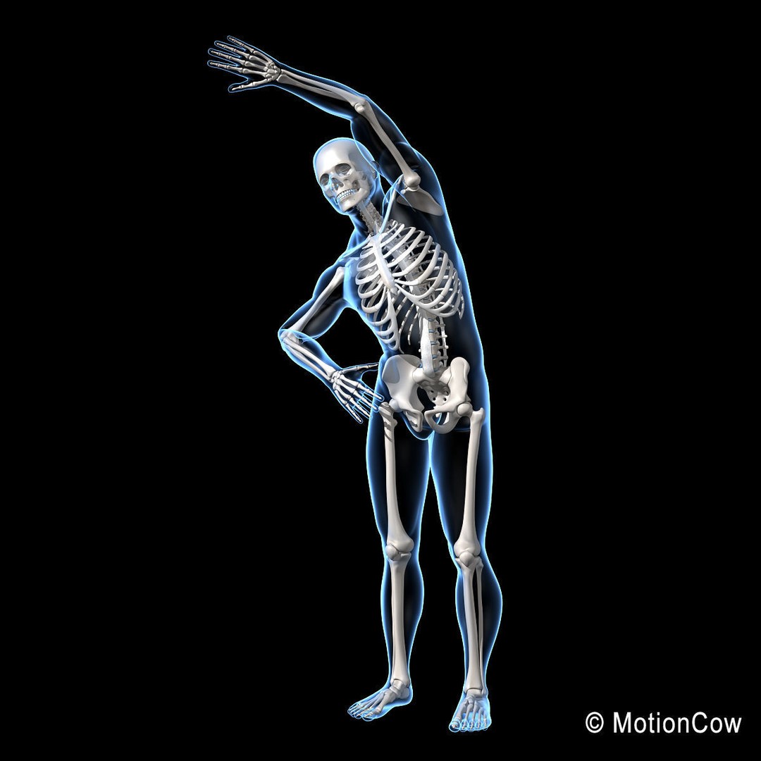 Human Skeleton 3D Model – Rigged Anatomy Asset, FBX & PBR Textures - View 7