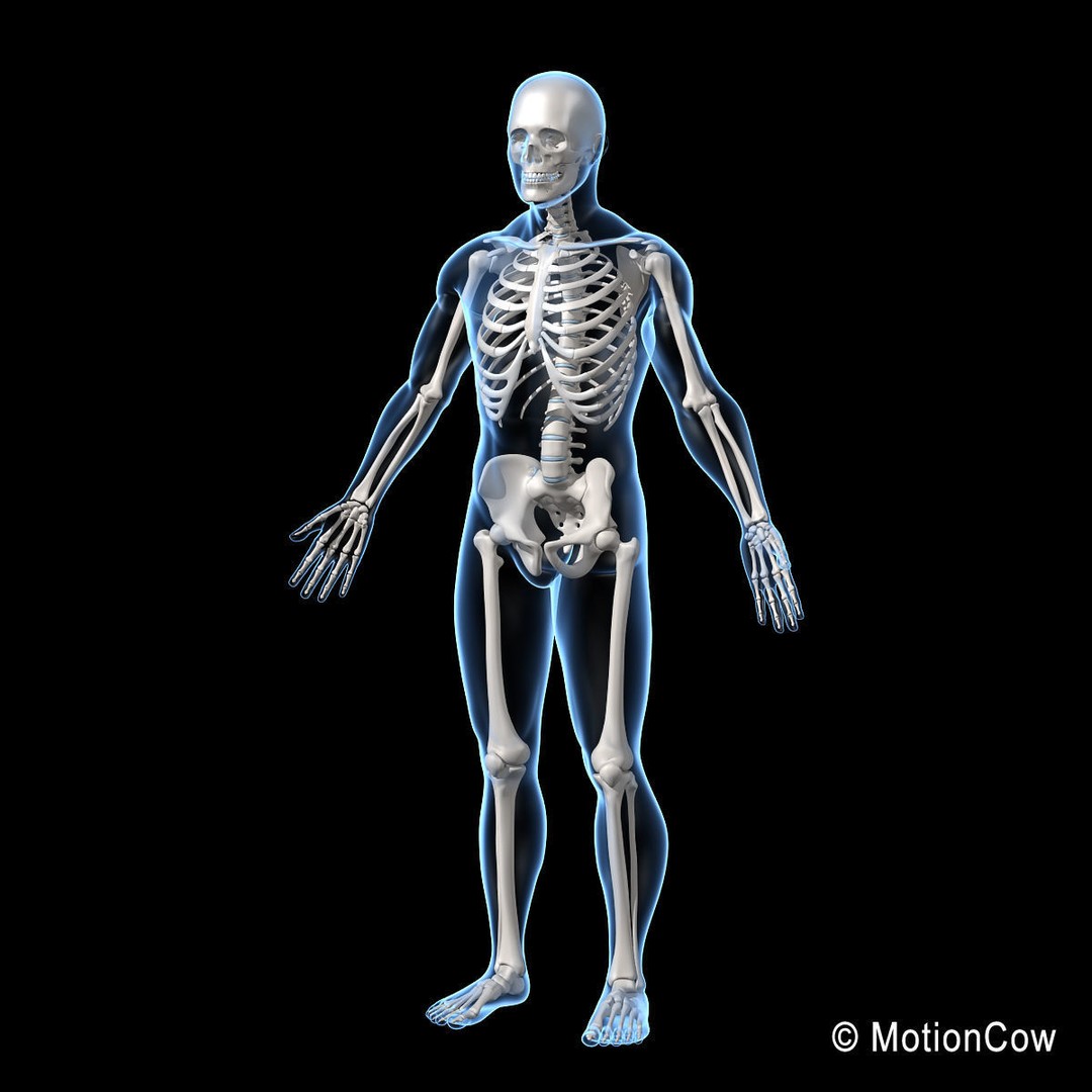 Human Skeleton 3D Model – Rigged Anatomy Asset, FBX & PBR Textures - View 8