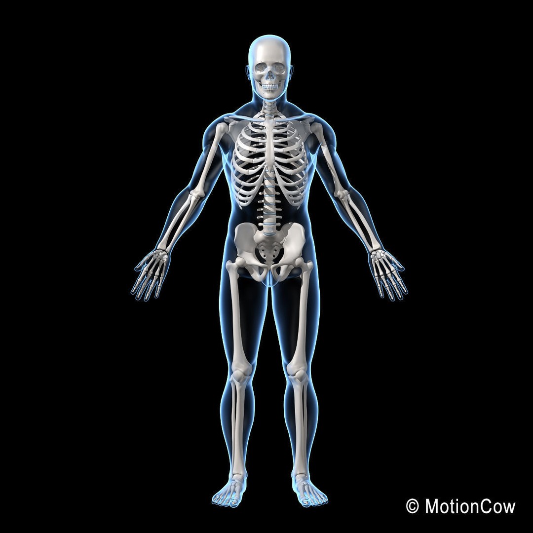 Human Skeleton 3D Model – Rigged Anatomy Asset, FBX & PBR Textures - View 9