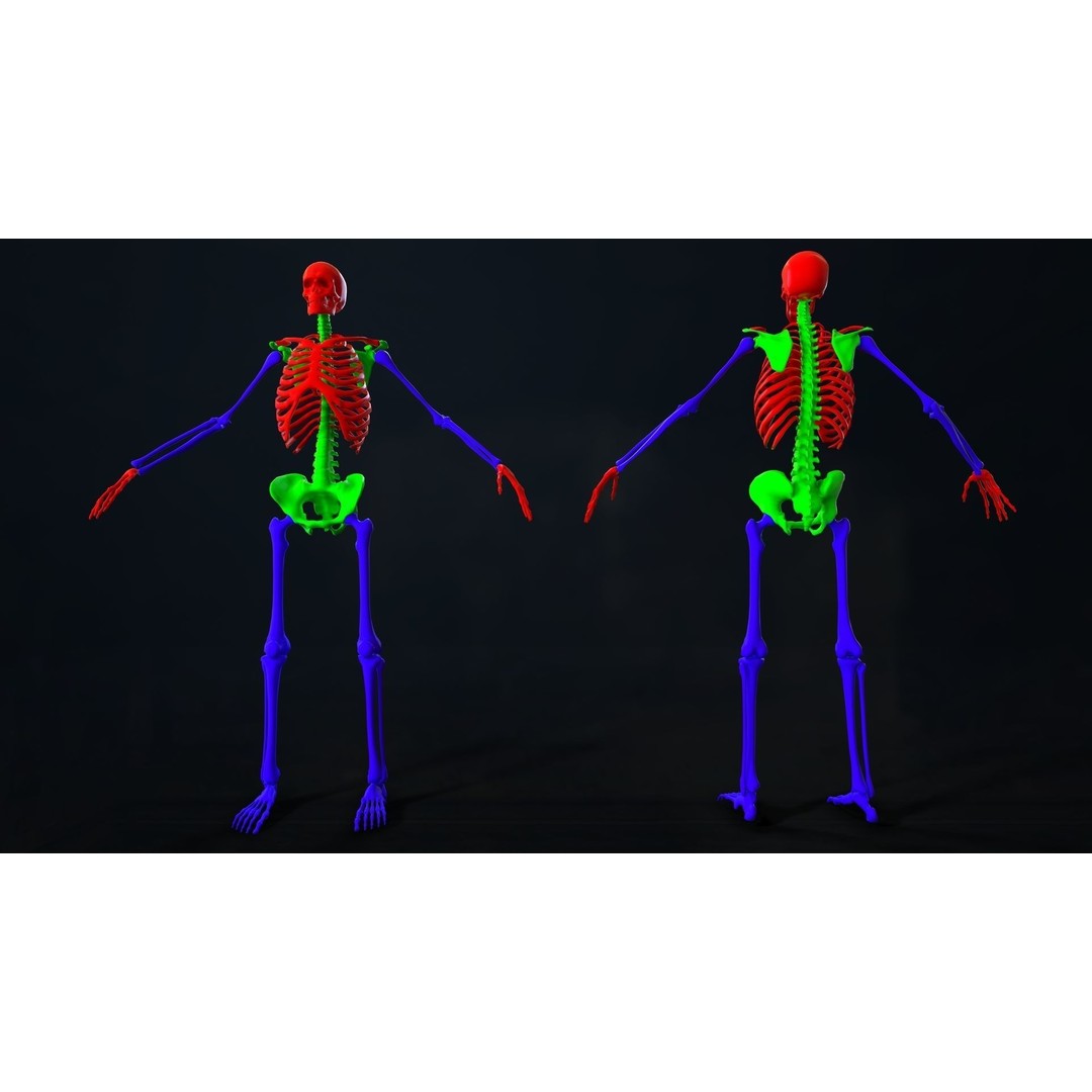 Rigged Human Skeleton 3D Model – Low Poly, PBR Textures, FBX
