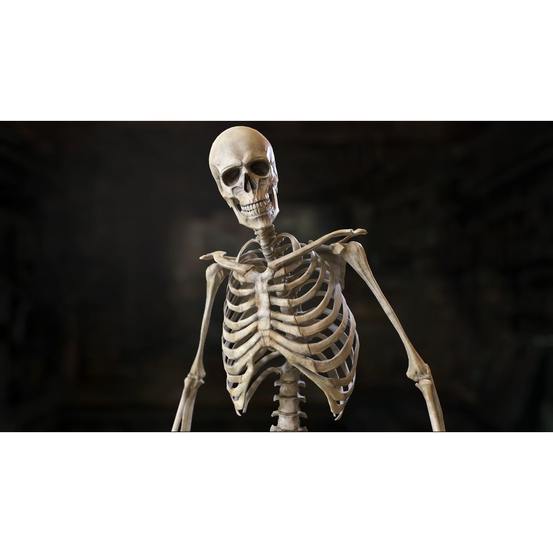 Rigged Human Skeleton 3D Model – Low Poly, PBR Textures, FBX - View 10