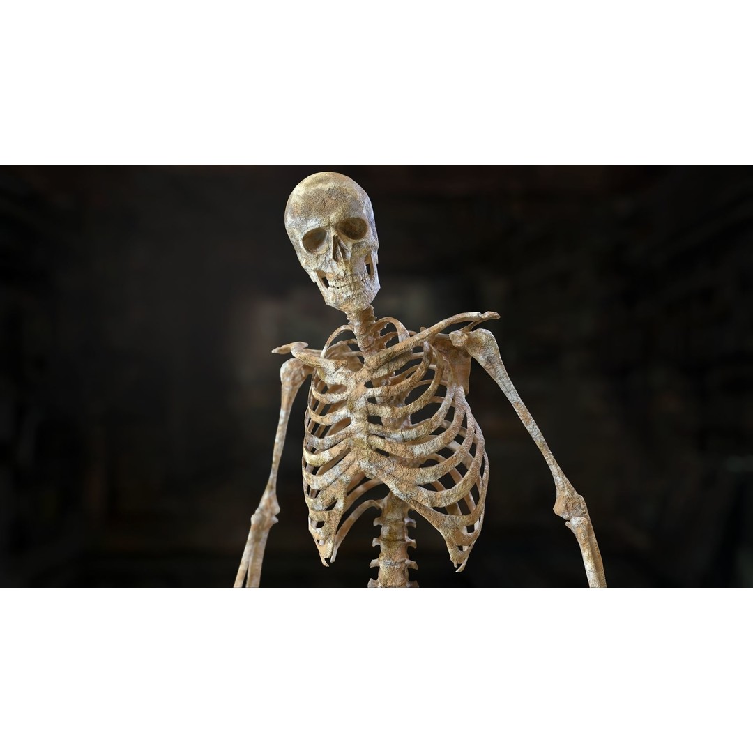Rigged Human Skeleton 3D Model – Low Poly, PBR Textures, FBX - View 12