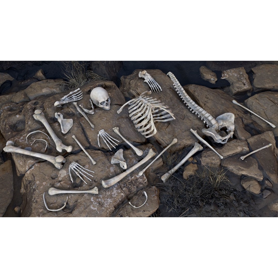 Rigged Human Skeleton 3D Model – Low Poly, PBR Textures, FBX - View 16