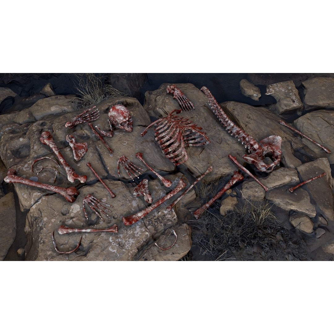 Rigged Human Skeleton 3D Model – Low Poly, PBR Textures, FBX - View 17