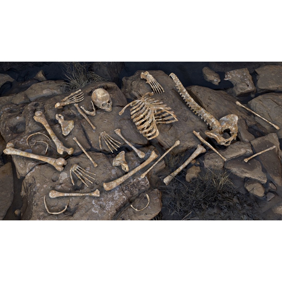 Rigged Human Skeleton 3D Model – Low Poly, PBR Textures, FBX - View 18