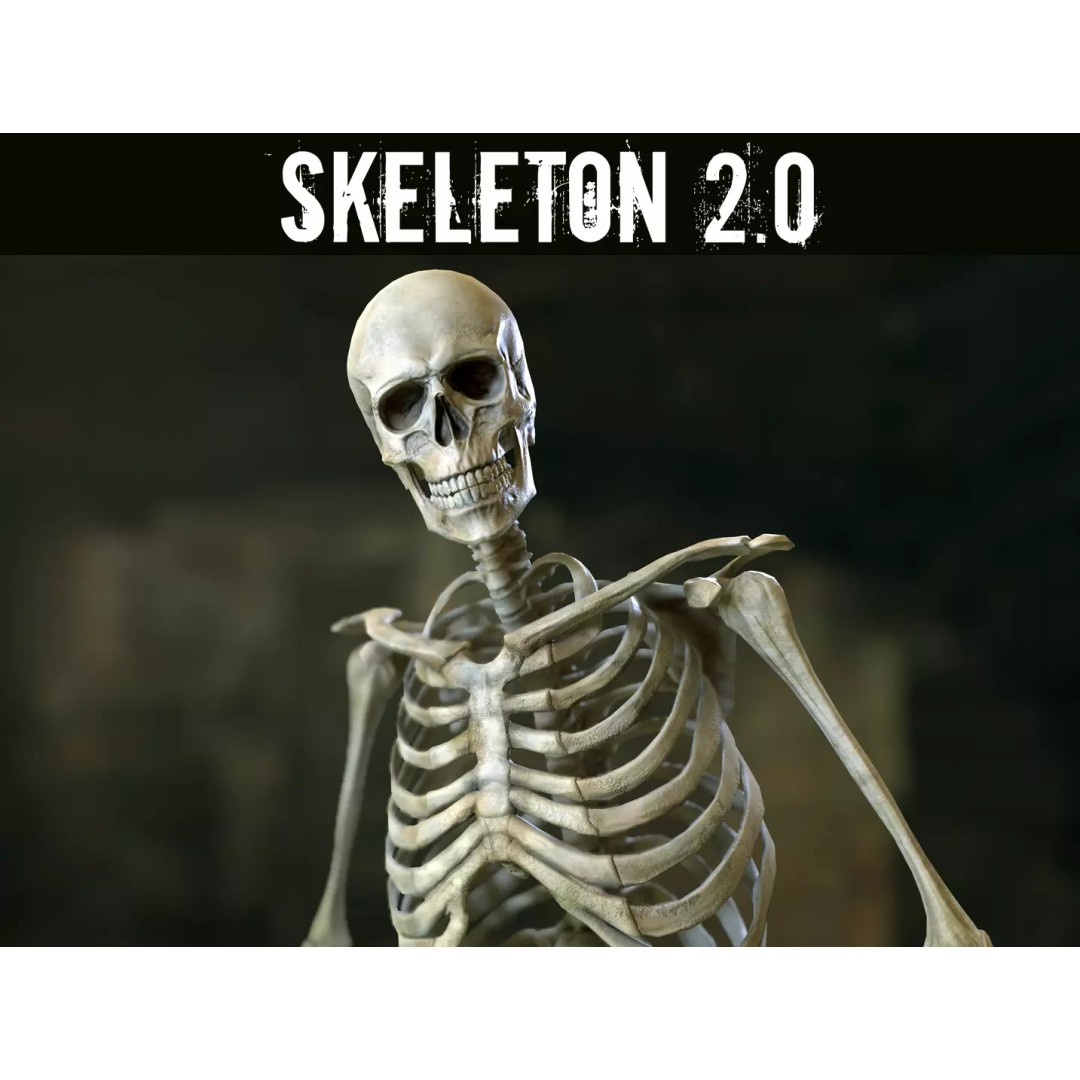 Rigged Human Skeleton 3D Model – Low Poly, PBR Textures, FBX - View 2