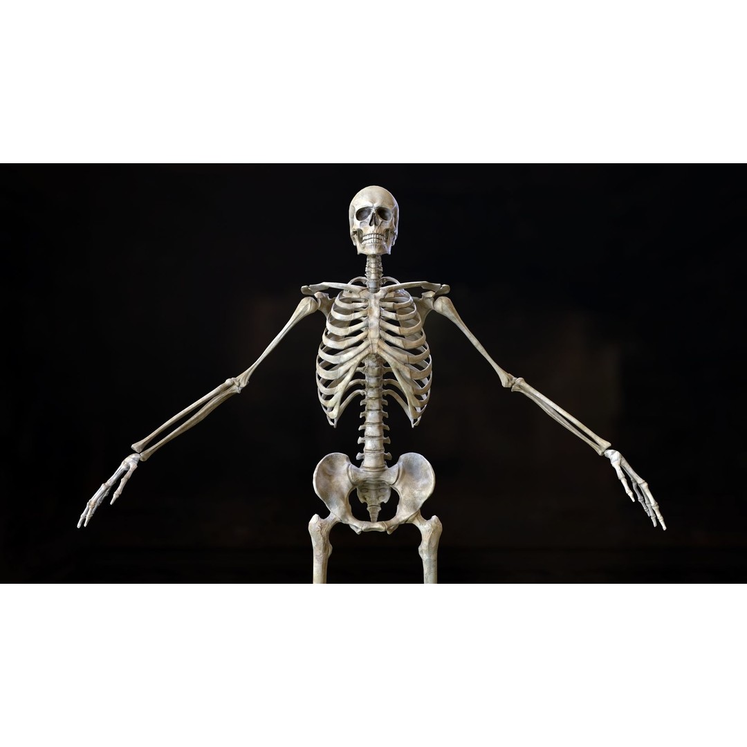 Rigged Human Skeleton 3D Model – Low Poly, PBR Textures, FBX - View 22