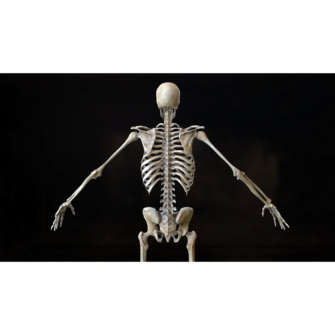Rigged Human Skeleton 3D Model – Low Poly, PBR Textures, FBX - View 23