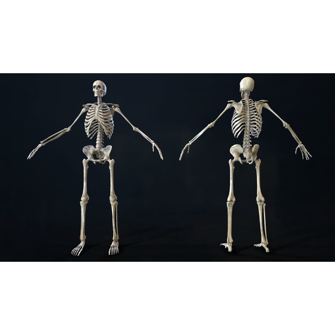 Rigged Human Skeleton 3D Model – Low Poly, PBR Textures, FBX - View 24
