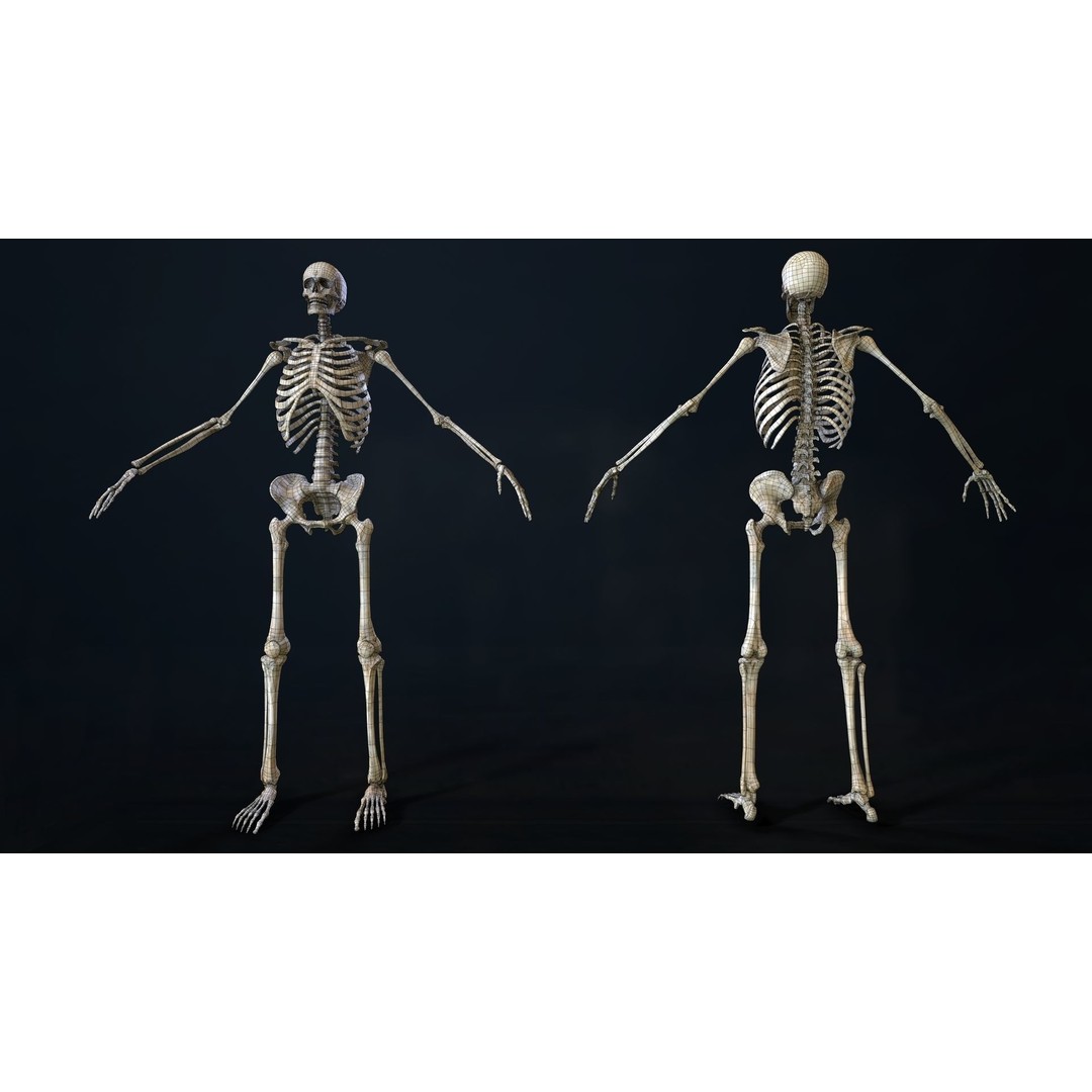 Rigged Human Skeleton 3D Model – Low Poly, PBR Textures, FBX - View 25