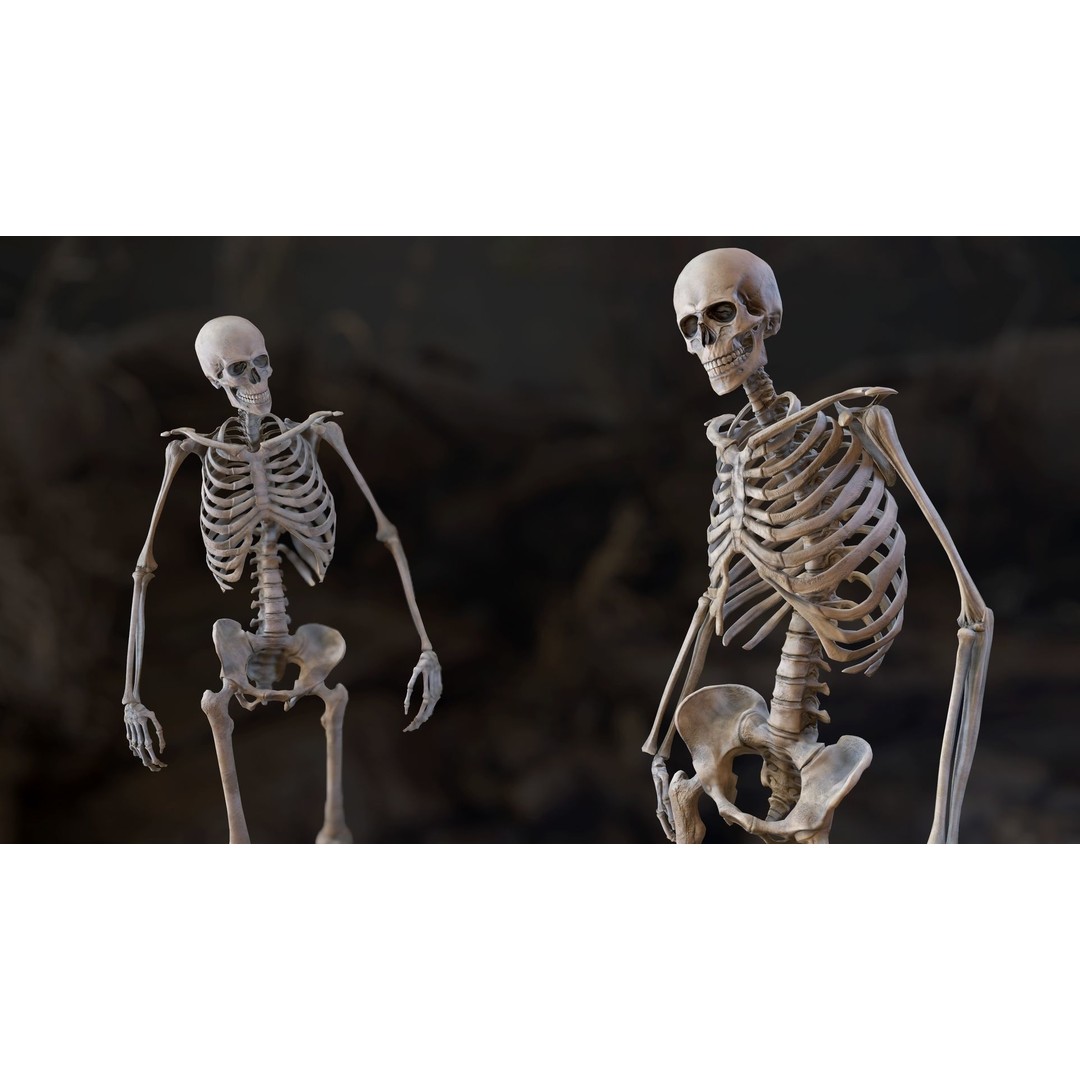 Rigged Human Skeleton 3D Model – Low Poly, PBR Textures, FBX - View 3