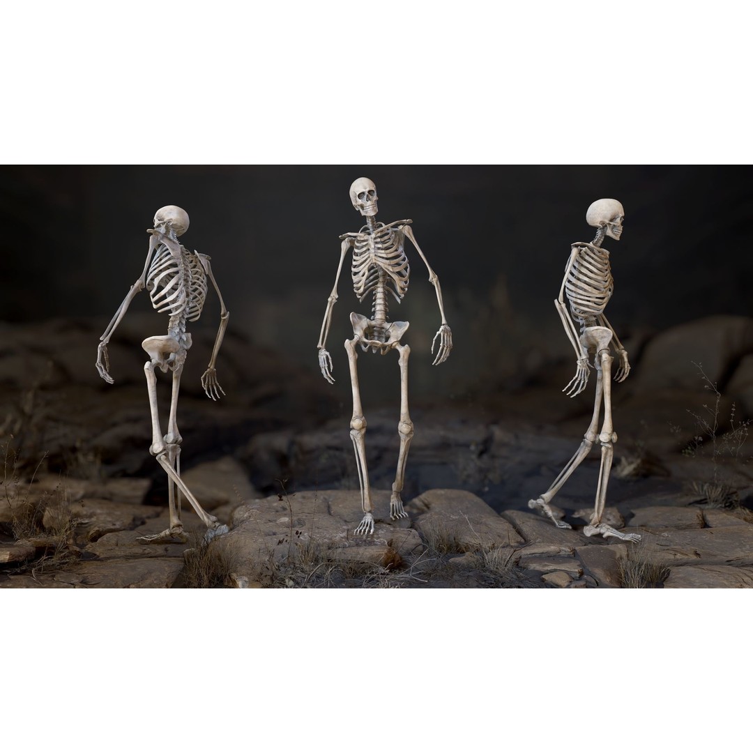 Rigged Human Skeleton 3D Model – Low Poly, PBR Textures, FBX - View 4