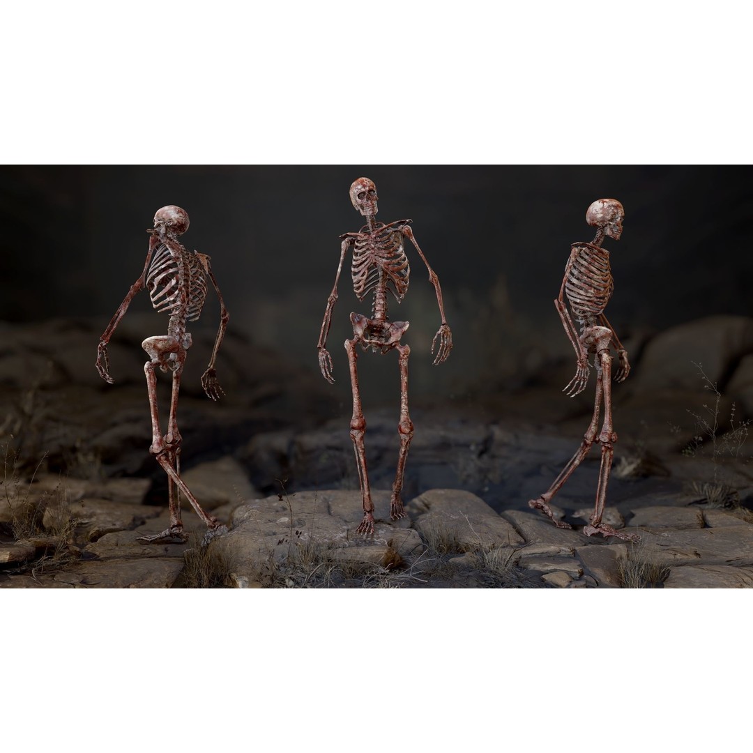 Rigged Human Skeleton 3D Model – Low Poly, PBR Textures, FBX - View 5