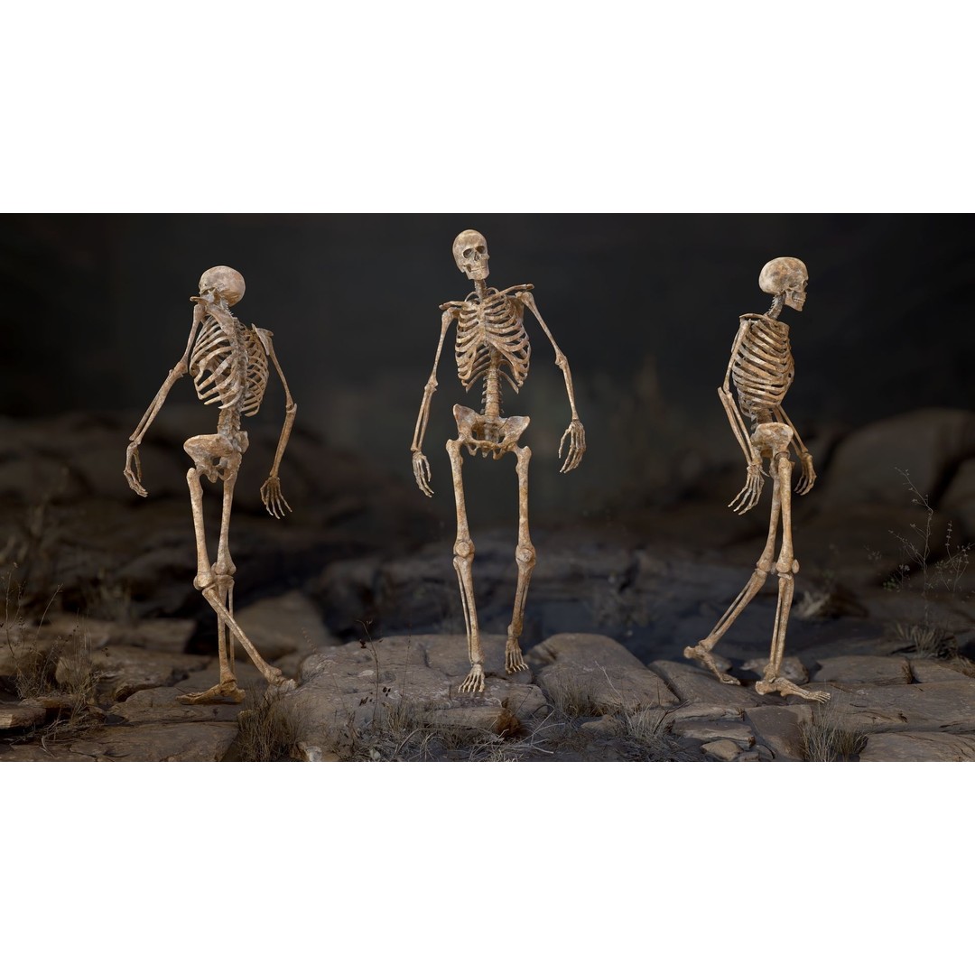 Rigged Human Skeleton 3D Model – Low Poly, PBR Textures, FBX - View 6