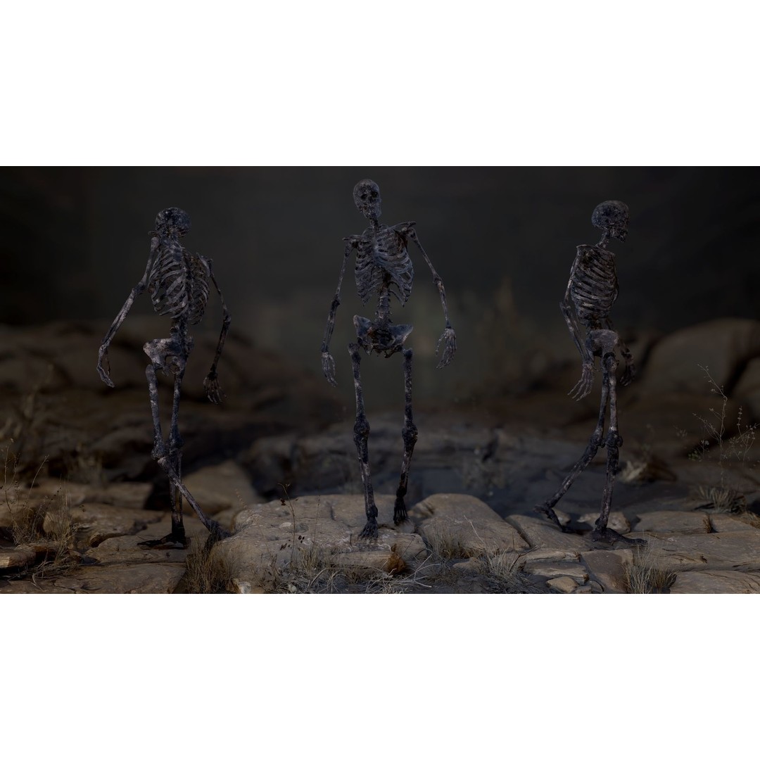 Rigged Human Skeleton 3D Model – Low Poly, PBR Textures, FBX - View 8
