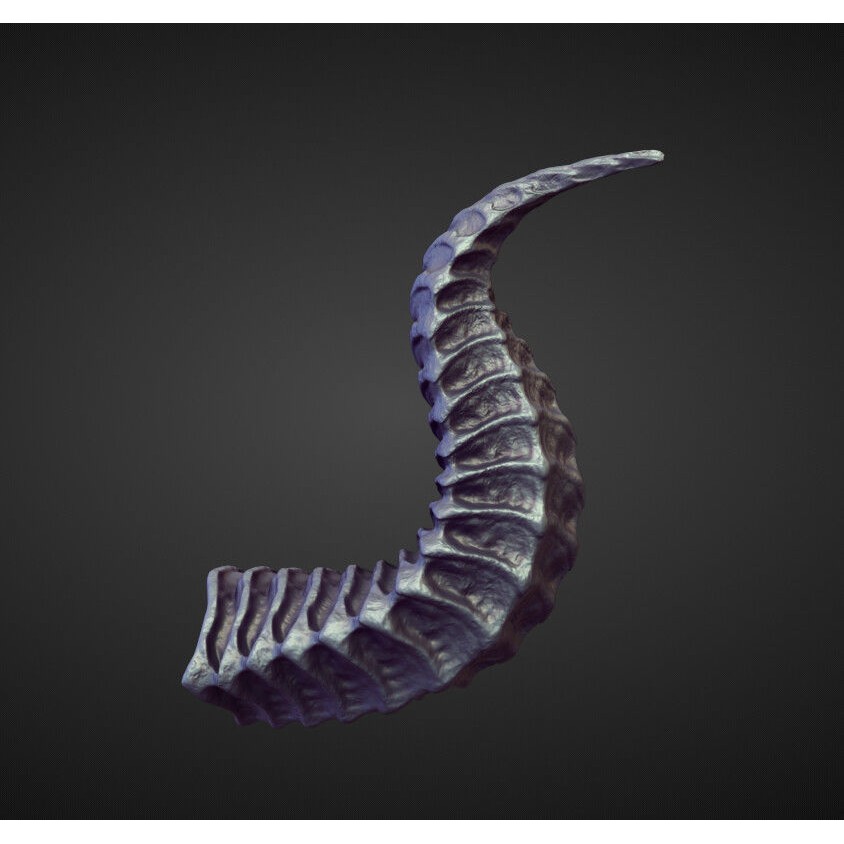 Horns 3D Model – High Poly Sculpt Collection for Blender - View 25